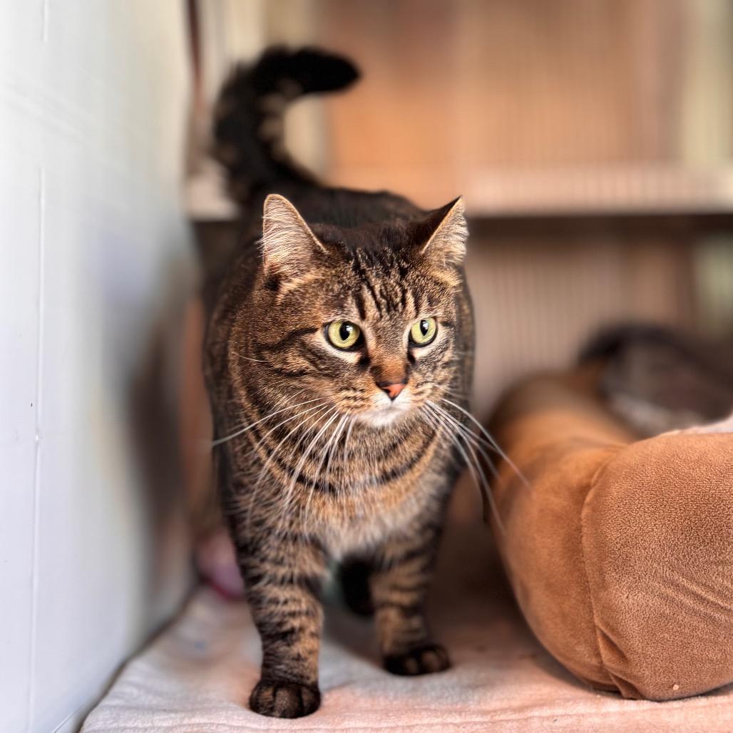 Enlarge Teddy, a Adoptable Domestic Short Hair in Nashville, IN image 3/6