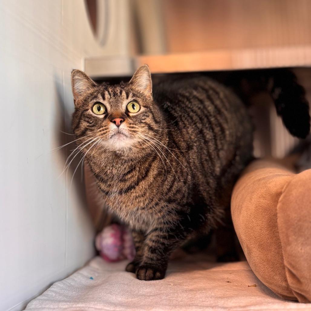 Enlarge Teddy, a Adoptable Domestic Short Hair in Nashville, IN image 4/6