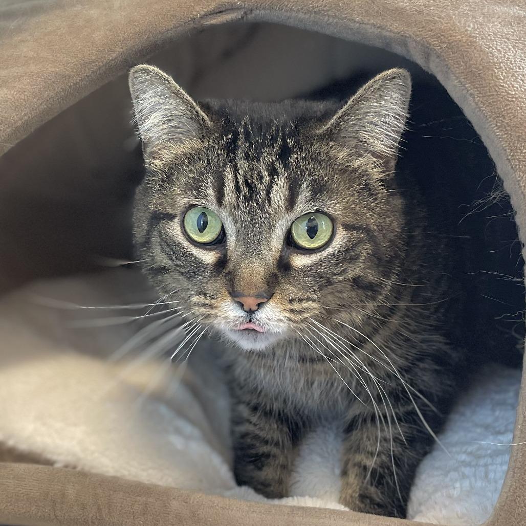 Enlarge Teddy, a Adoptable Domestic Short Hair in Nashville, IN image 5/6