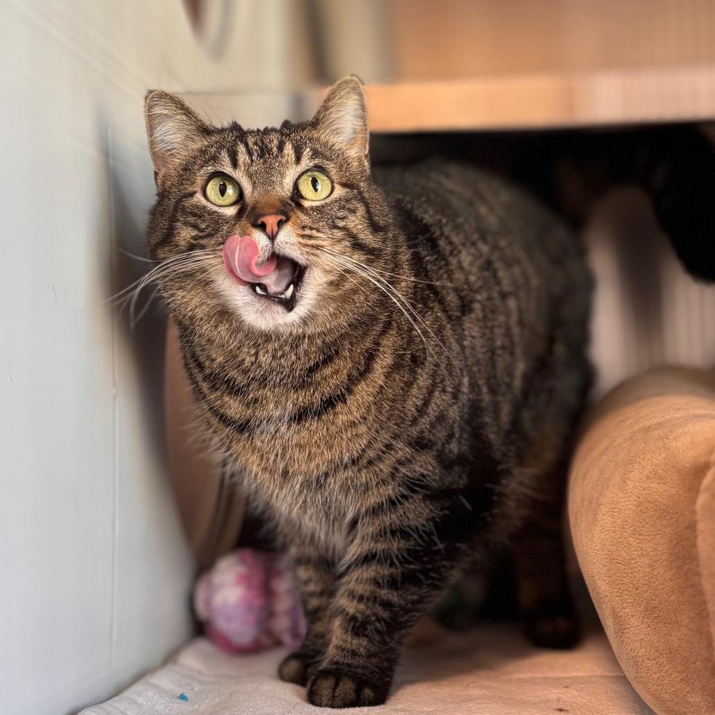 Enlarge Teddy, a Adoptable Domestic Short Hair in Nashville, IN image 6/6