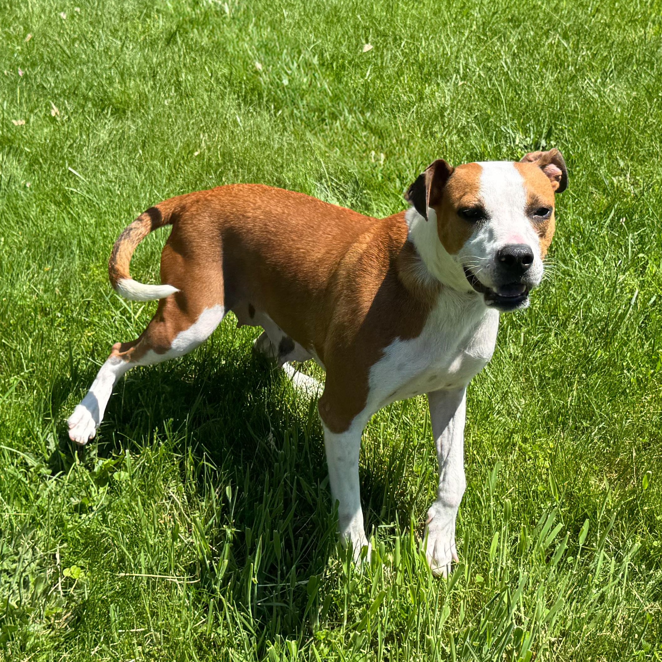 Buttercup photo 2