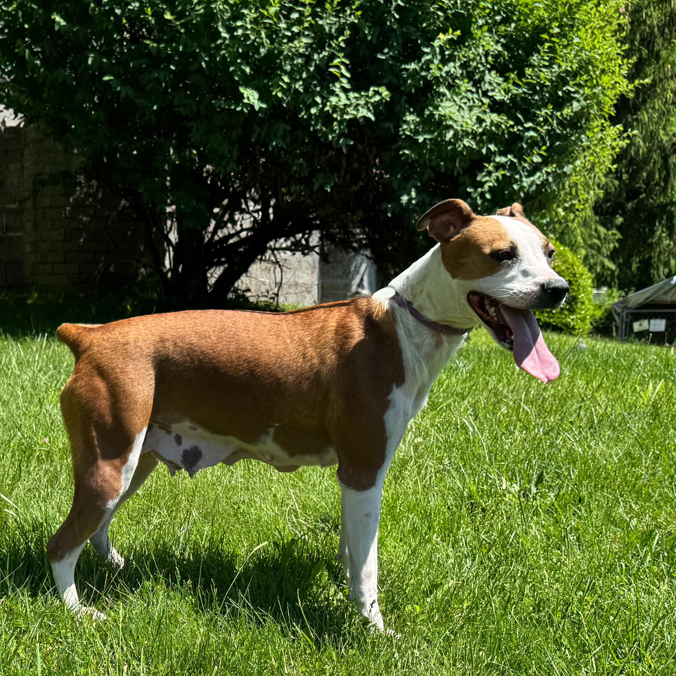 Buttercup photo 5