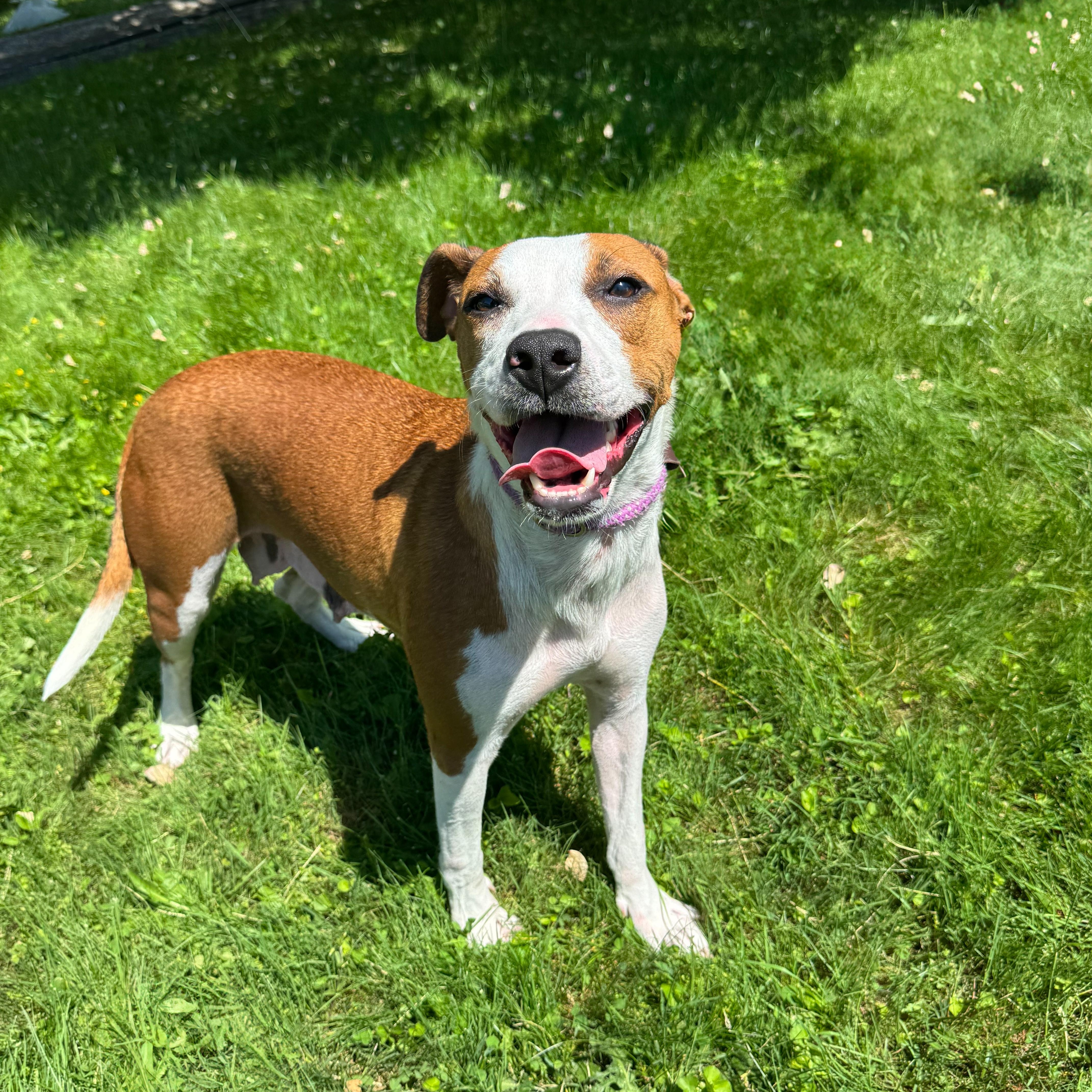 Buttercup, Young Female Terrier