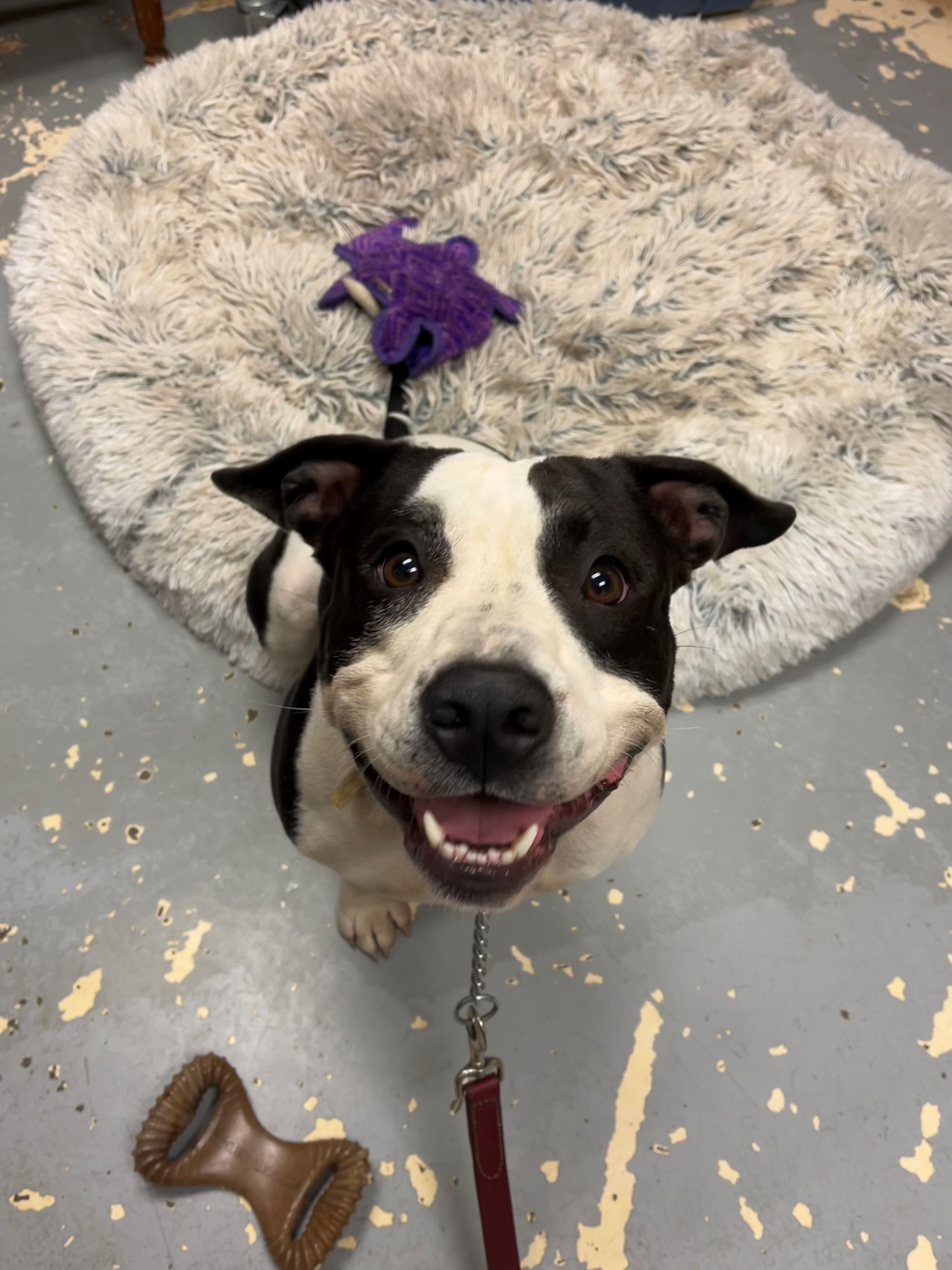 Cardi, a Adoptable mixed breed in East Northport, NY image 1/2