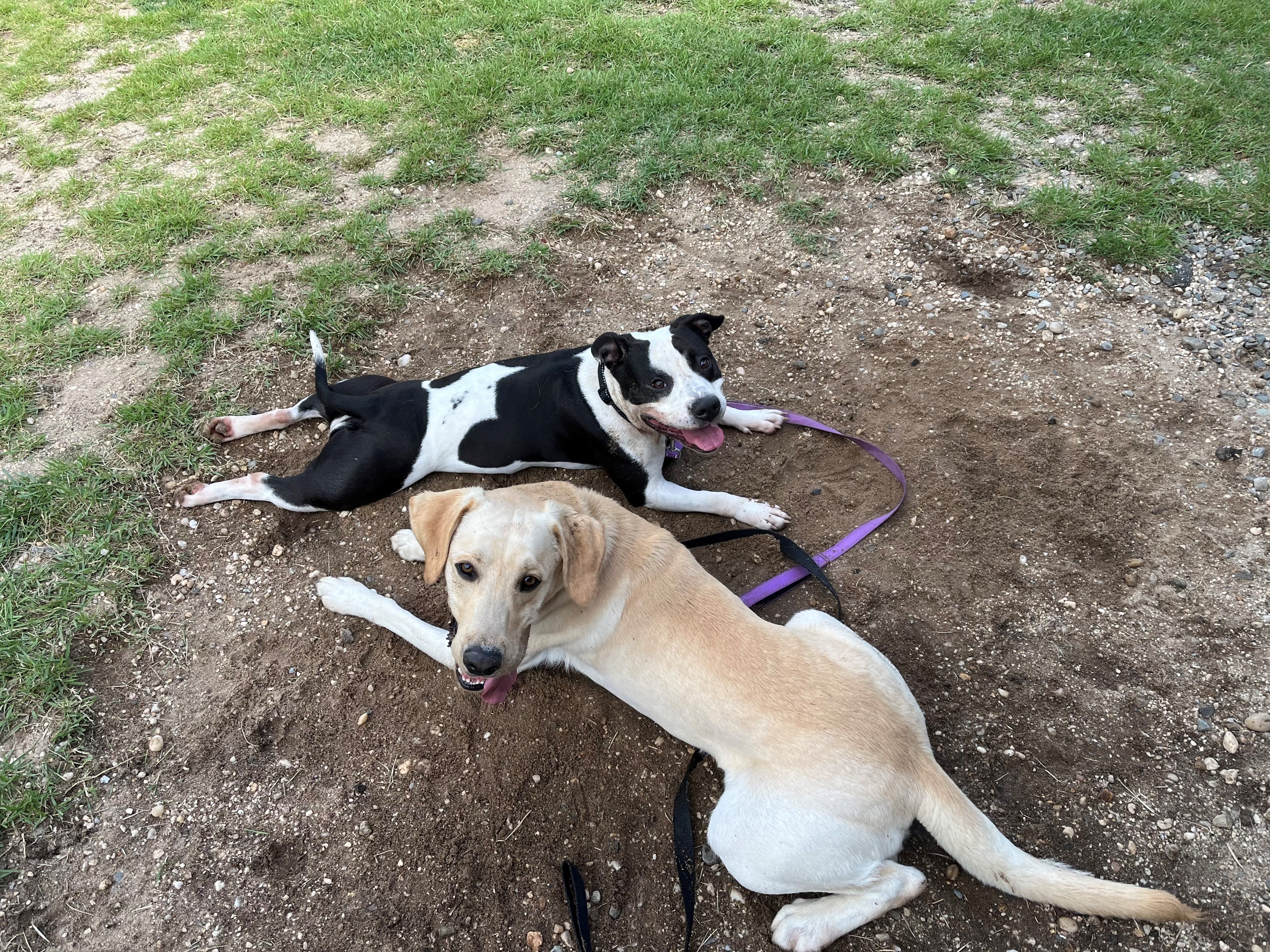 Cardi, a Adoptable mixed breed in East Northport, NY image 2/2