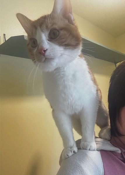 Mr Belding, a ADOPTABLE Domestic Short Hair in Hutchinson, MN image 4/4
