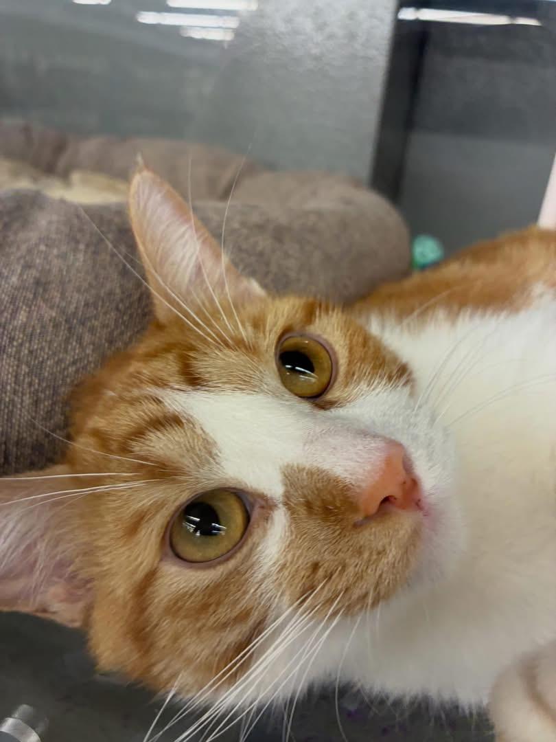Mr Belding, ADOPTABLE, Young Male Domestic Short Hair.
