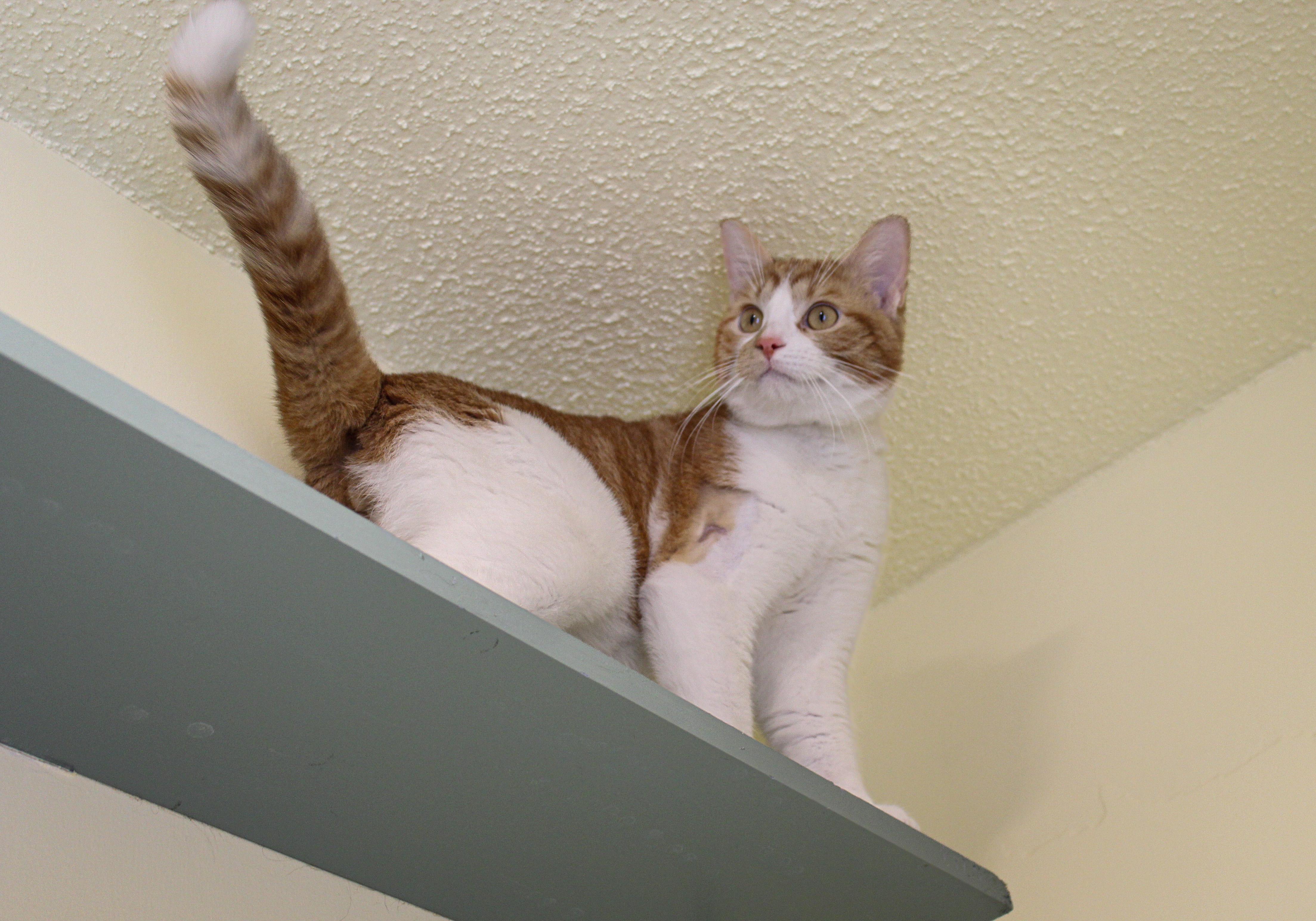 Enlarge Mr Belding, a ADOPTABLE Domestic Short Hair in Hutchinson, MN image 5/6
