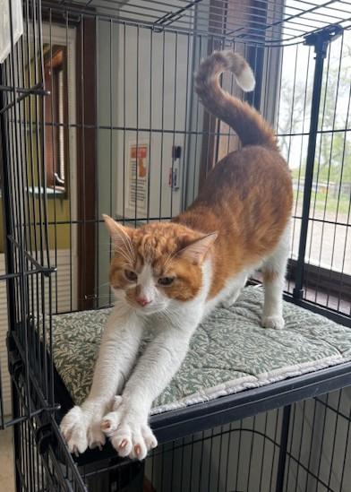 Enlarge Mr Belding, a ADOPTABLE Domestic Short Hair in Hutchinson, MN image 1/3