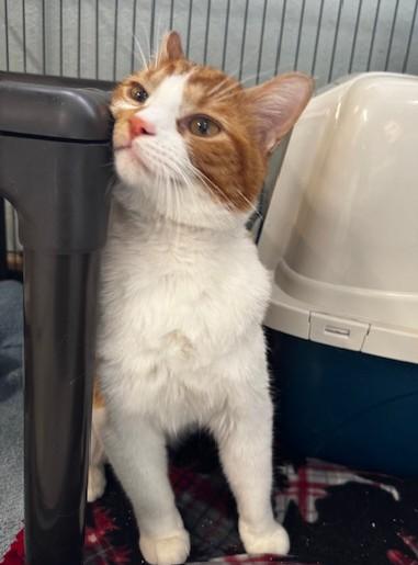 Enlarge Mr Belding, a ADOPTABLE Domestic Short Hair in Hutchinson, MN image 3/3