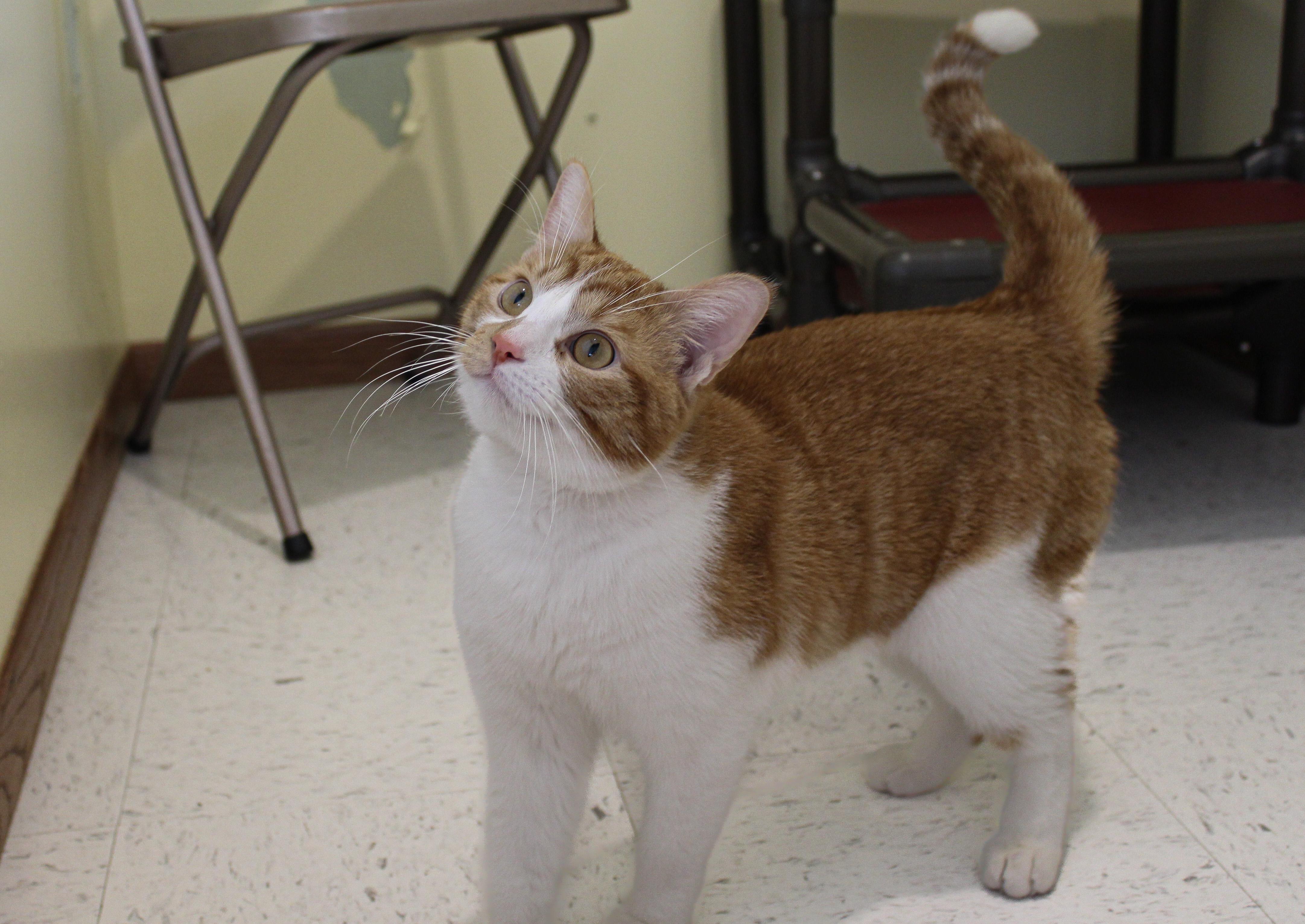 Enlarge Mr Belding, a ADOPTABLE Domestic Short Hair in Hutchinson, MN image 4/6