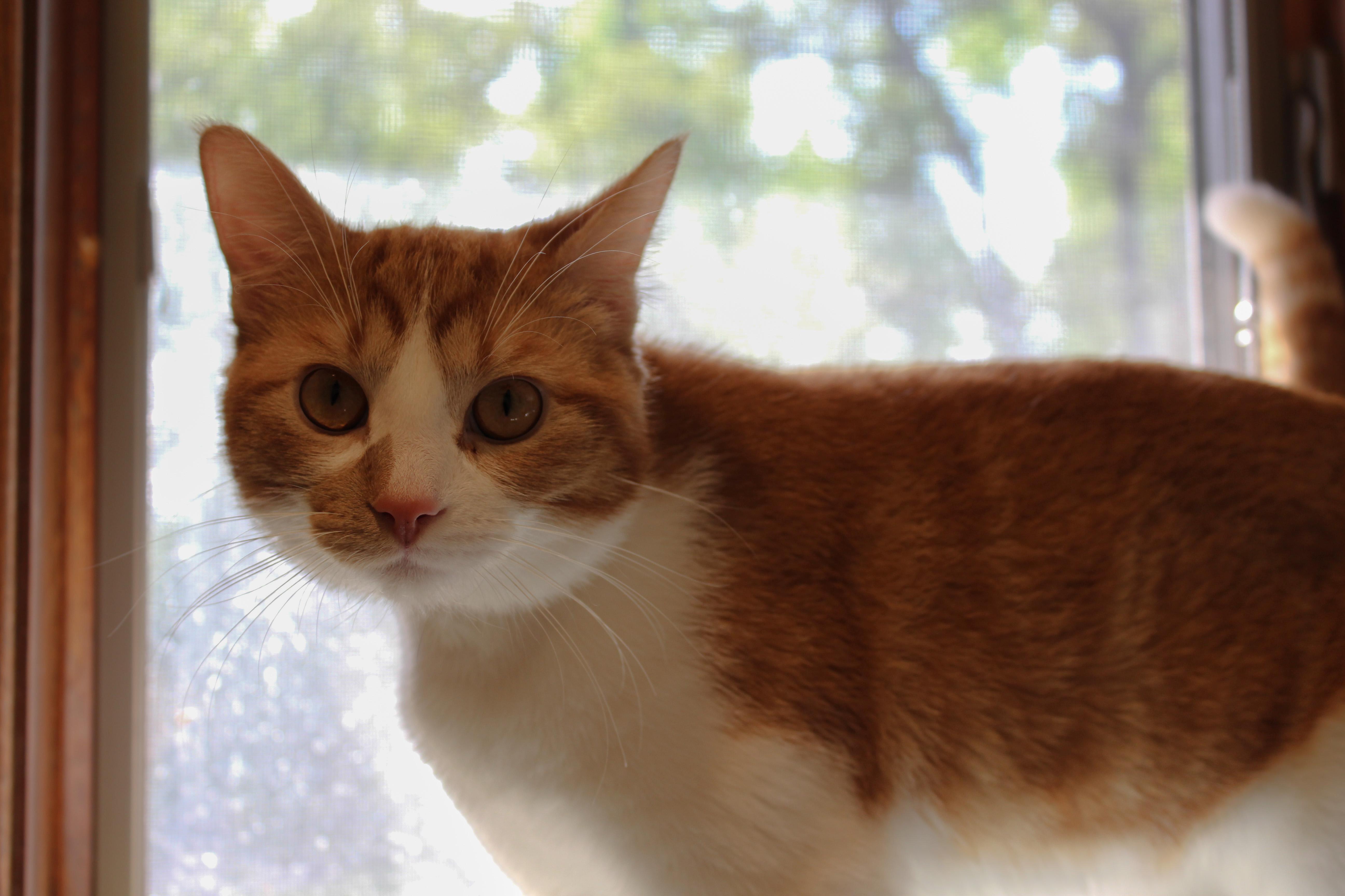 Mr Belding, ADOPTABLE, Young Male Domestic Short Hair.