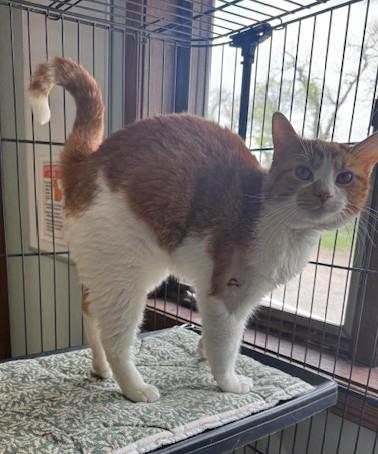 Enlarge Mr Belding, a ADOPTABLE Domestic Short Hair in Hutchinson, MN image 2/3