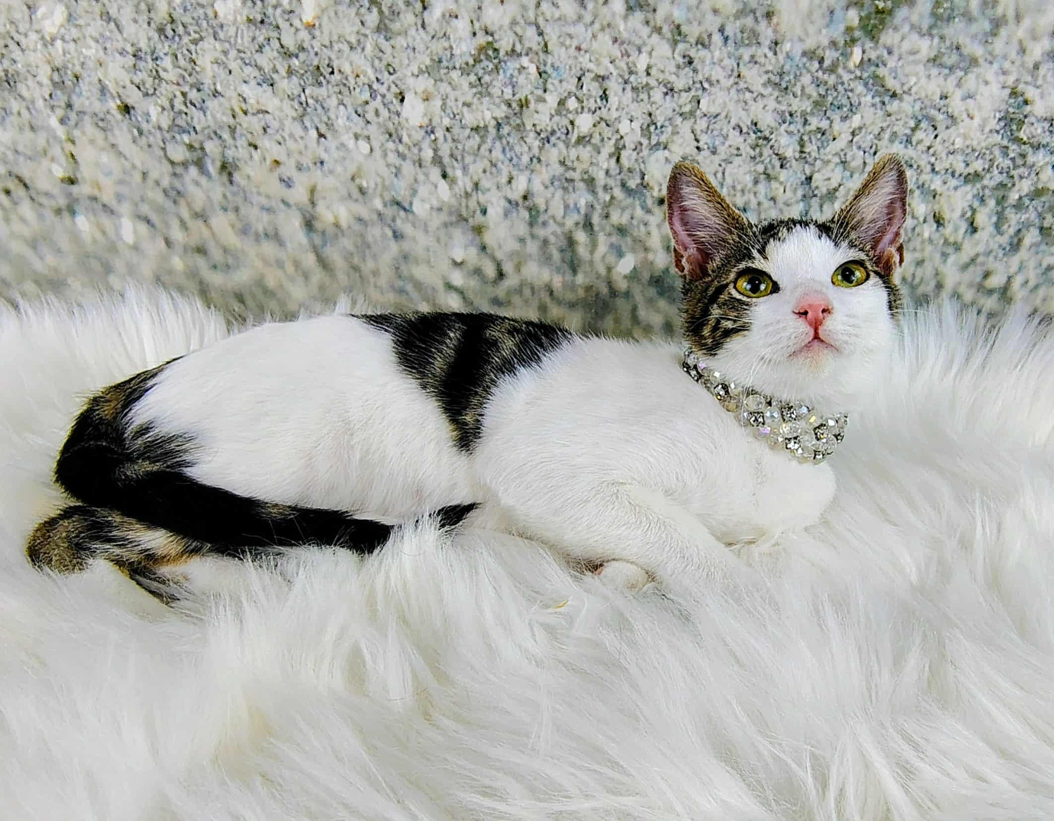 Enlarge Charlie, a Adoptable Domestic Short Hair in Webster, TX image 1/6