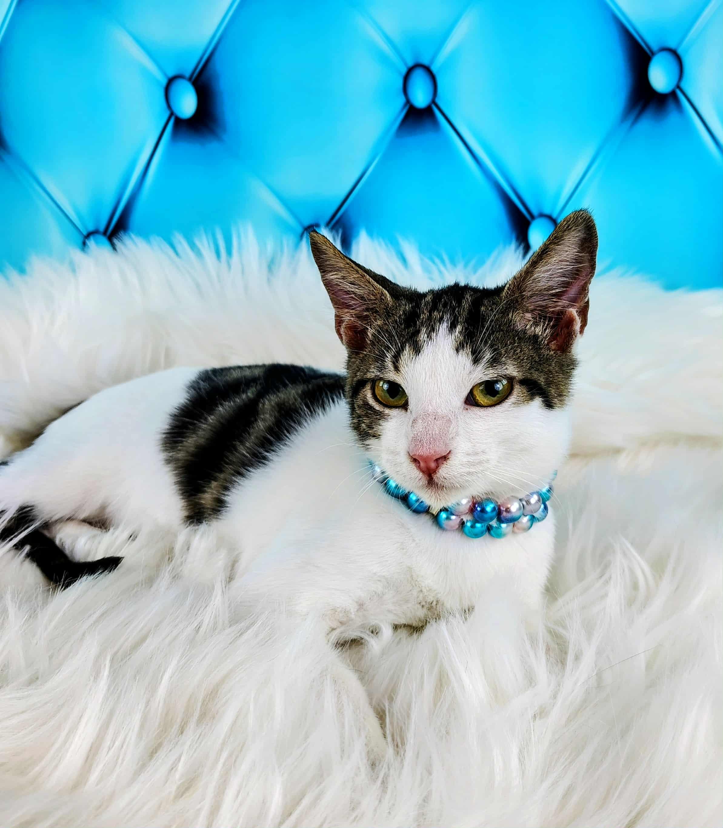 Enlarge Charlie, a Adoptable Domestic Short Hair in Webster, TX image 2/6