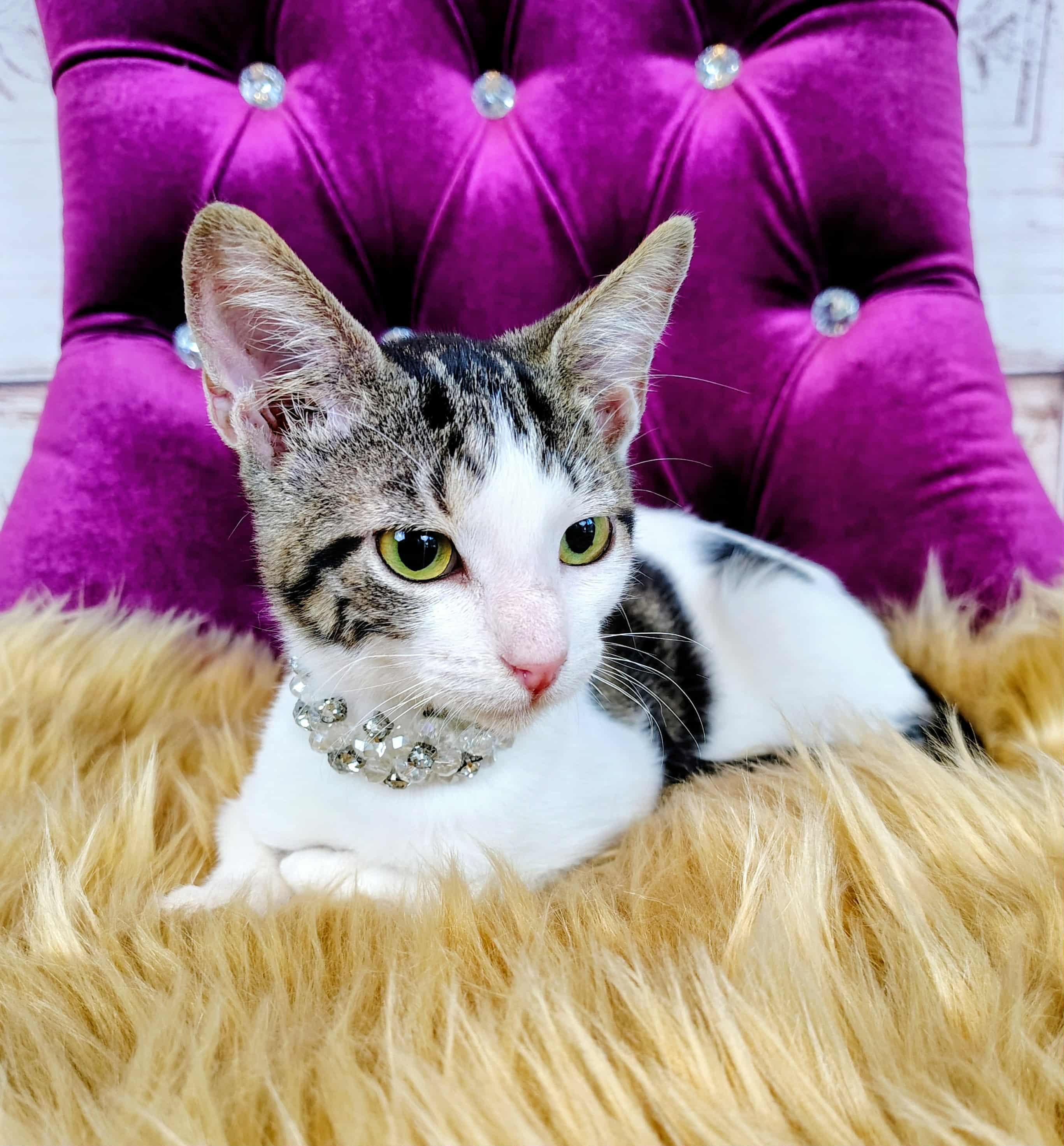 Enlarge Charlie, a Adoptable Domestic Short Hair in Webster, TX image 3/6