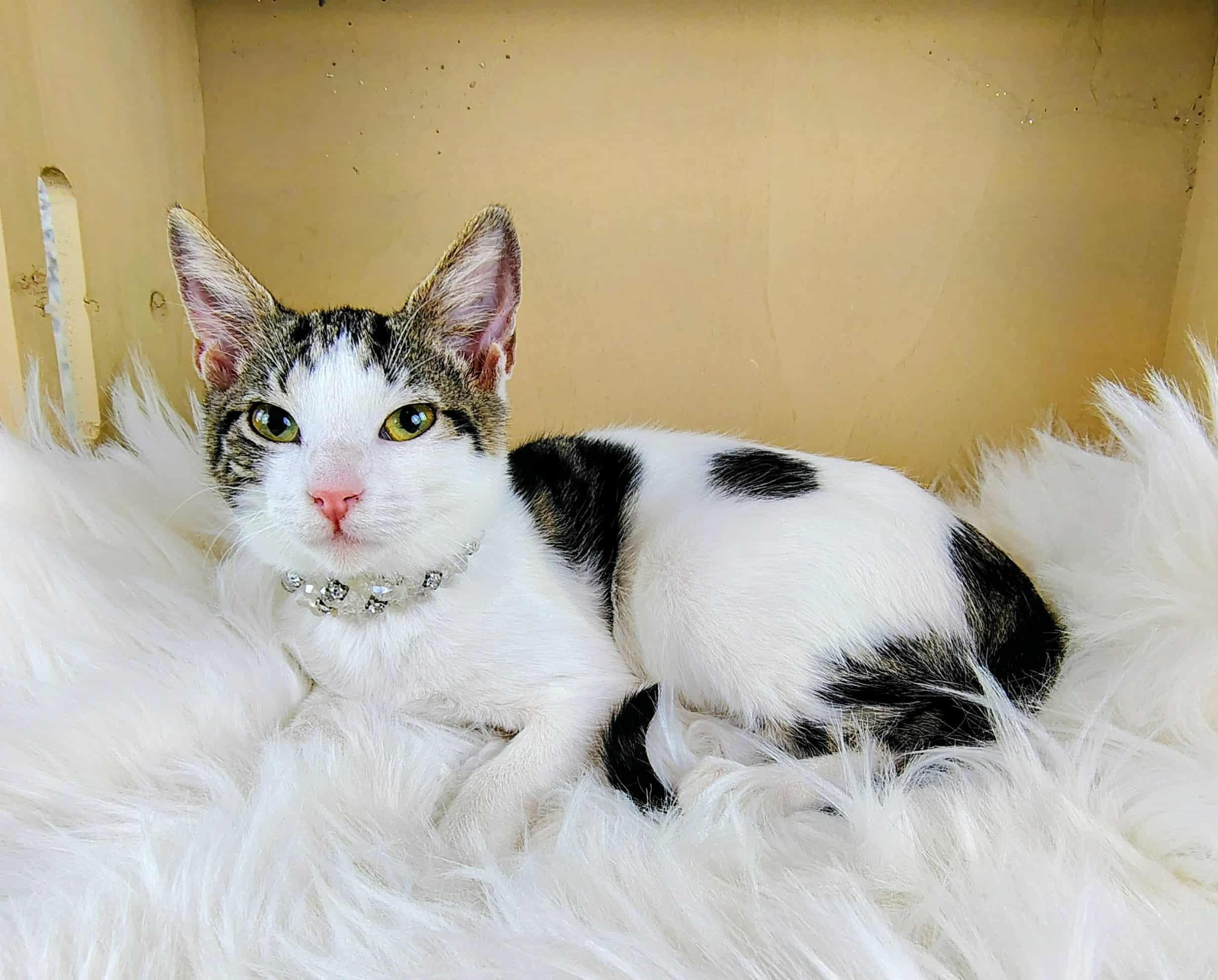 Enlarge Charlie, a Adoptable Domestic Short Hair in Webster, TX image 4/6