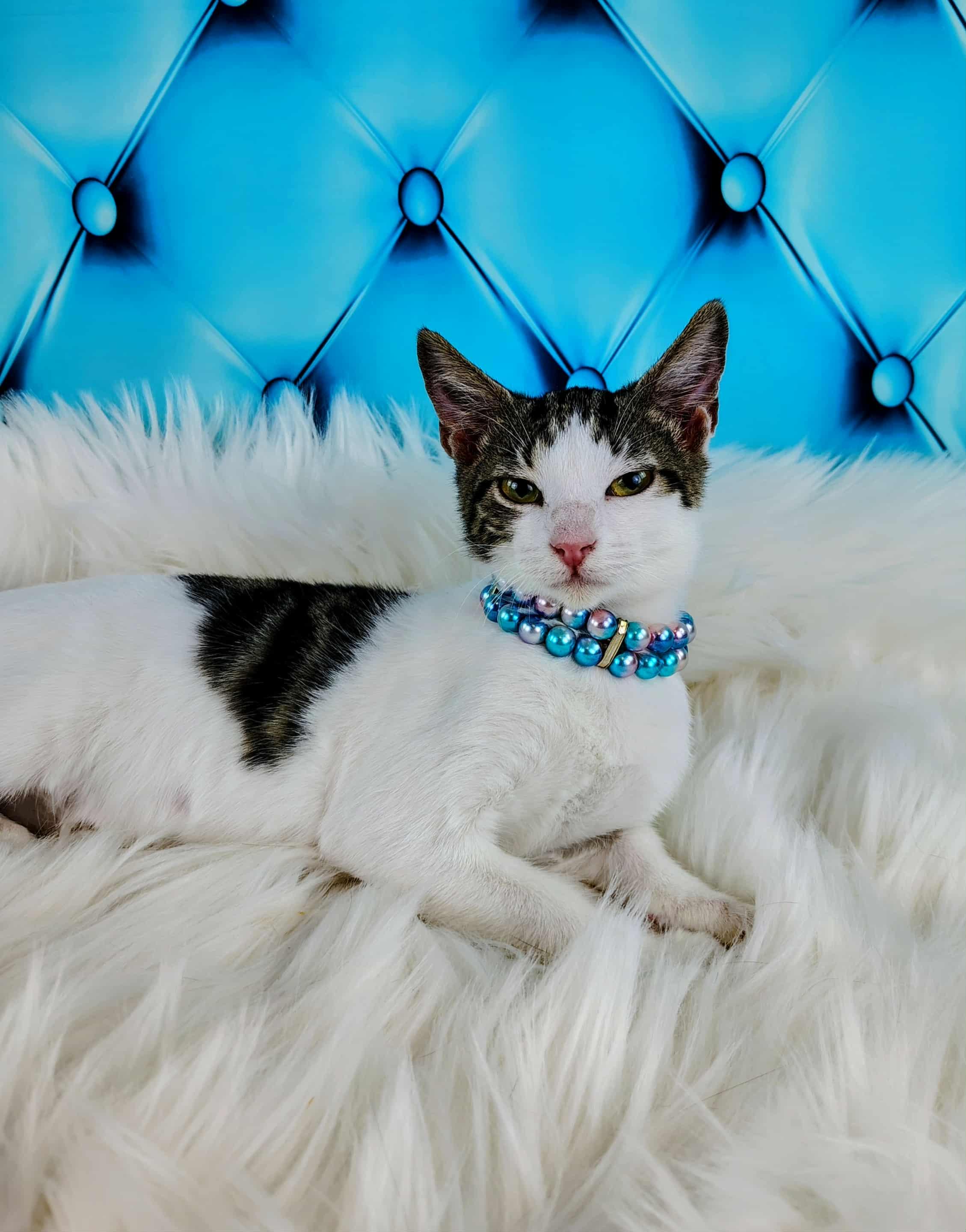 Enlarge Charlie, a Adoptable Domestic Short Hair in Webster, TX image 5/6