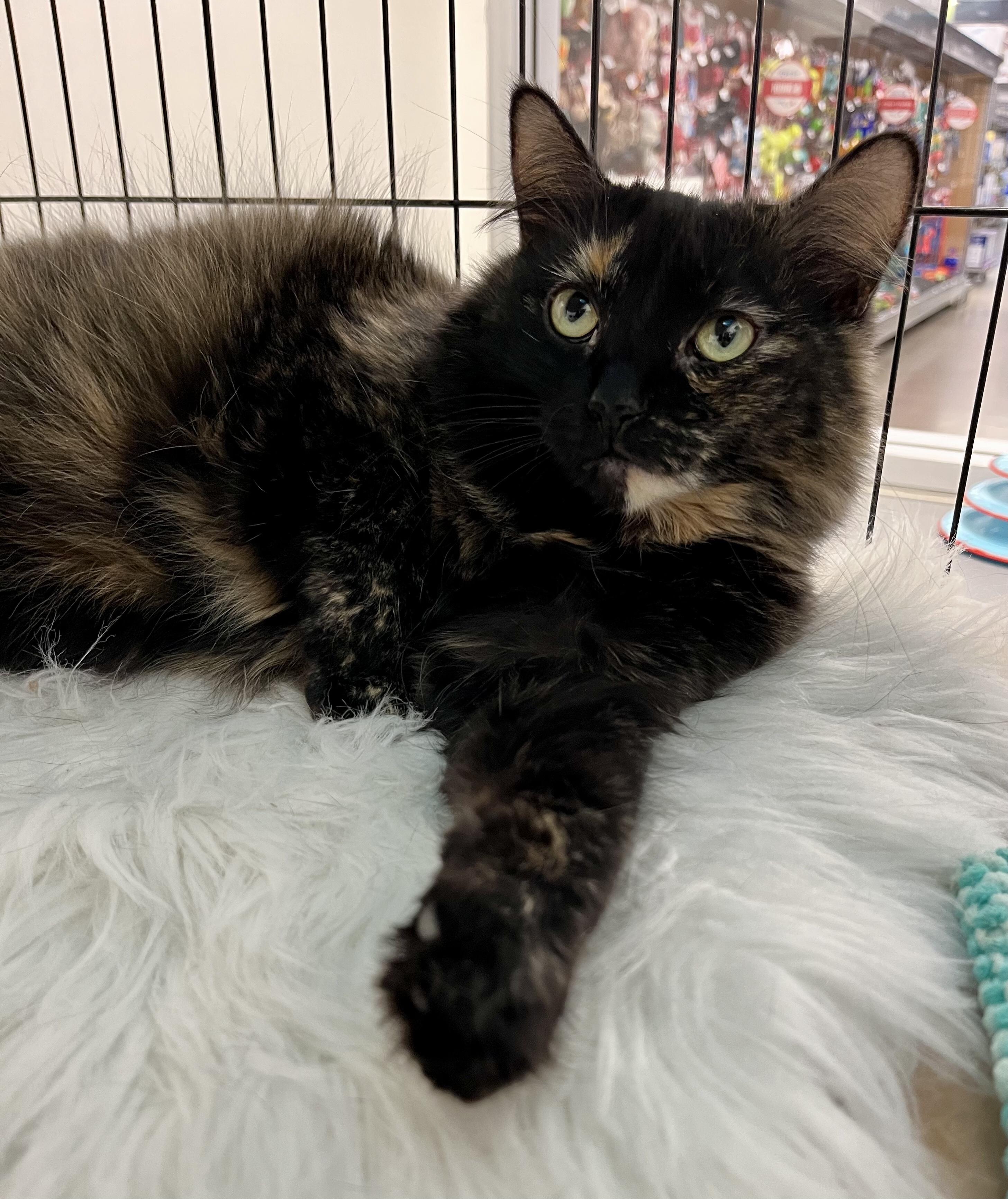 Enlarge Winnie, a Adoptable Domestic Medium Hair in Pickering, ON image 1/2