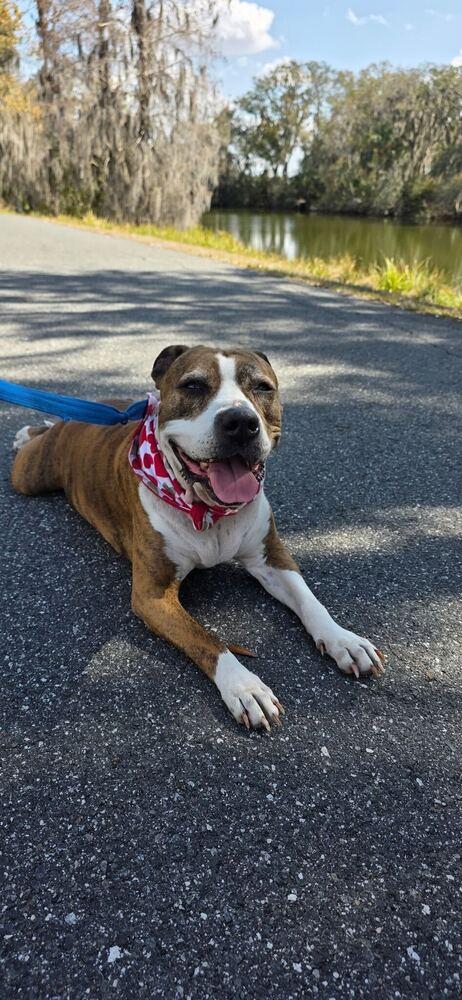 Delilah, Adoptable, Adult Female American Bulldog.