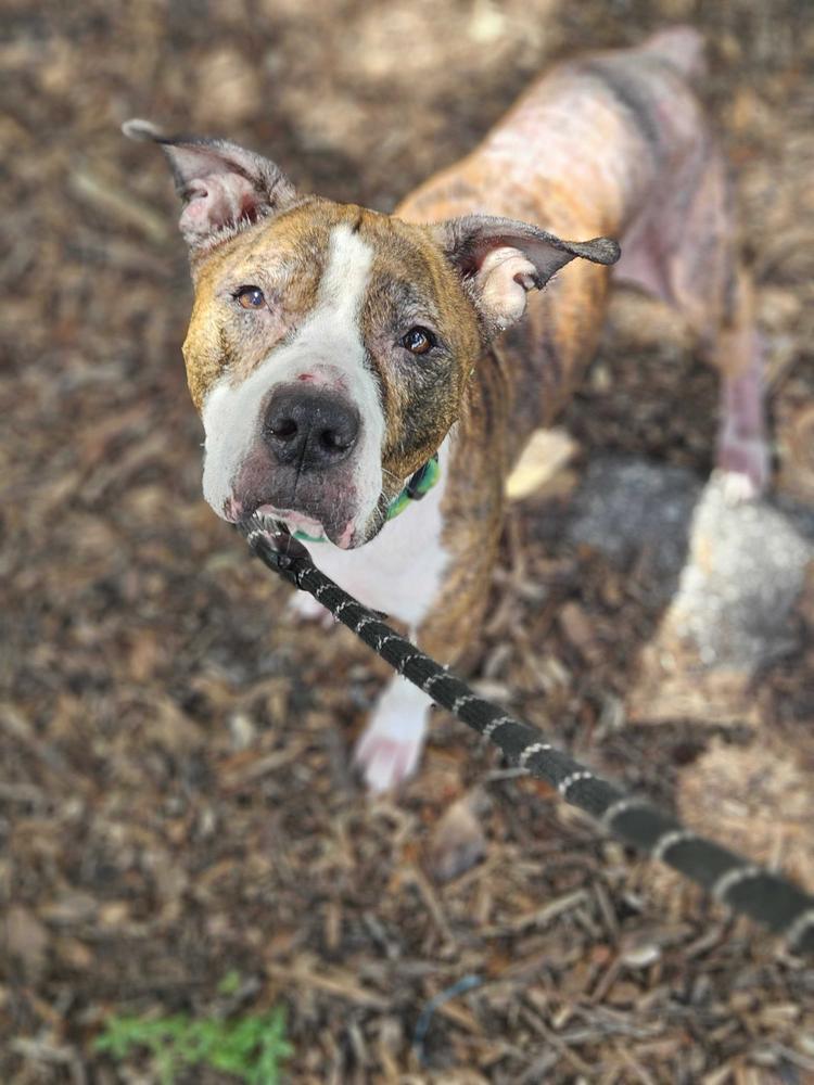 Enlarge Delilah, a Adoptable mixed breed in Lakeland, FL image 2/6