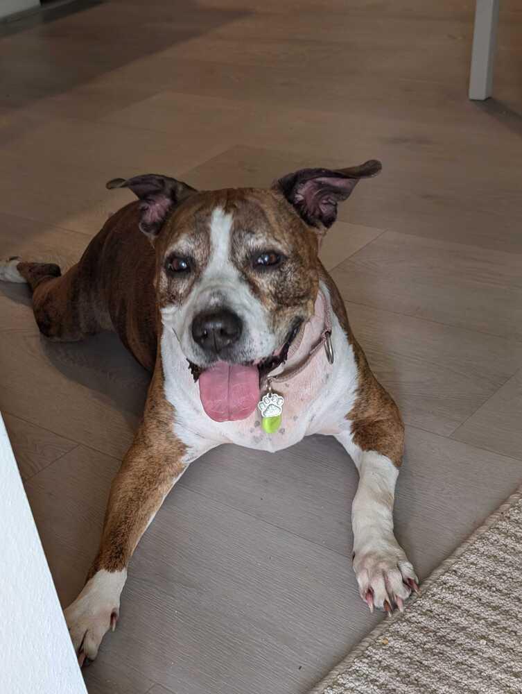 Delilah, a Adoptable mixed breed in Lakeland, FL image 3/5