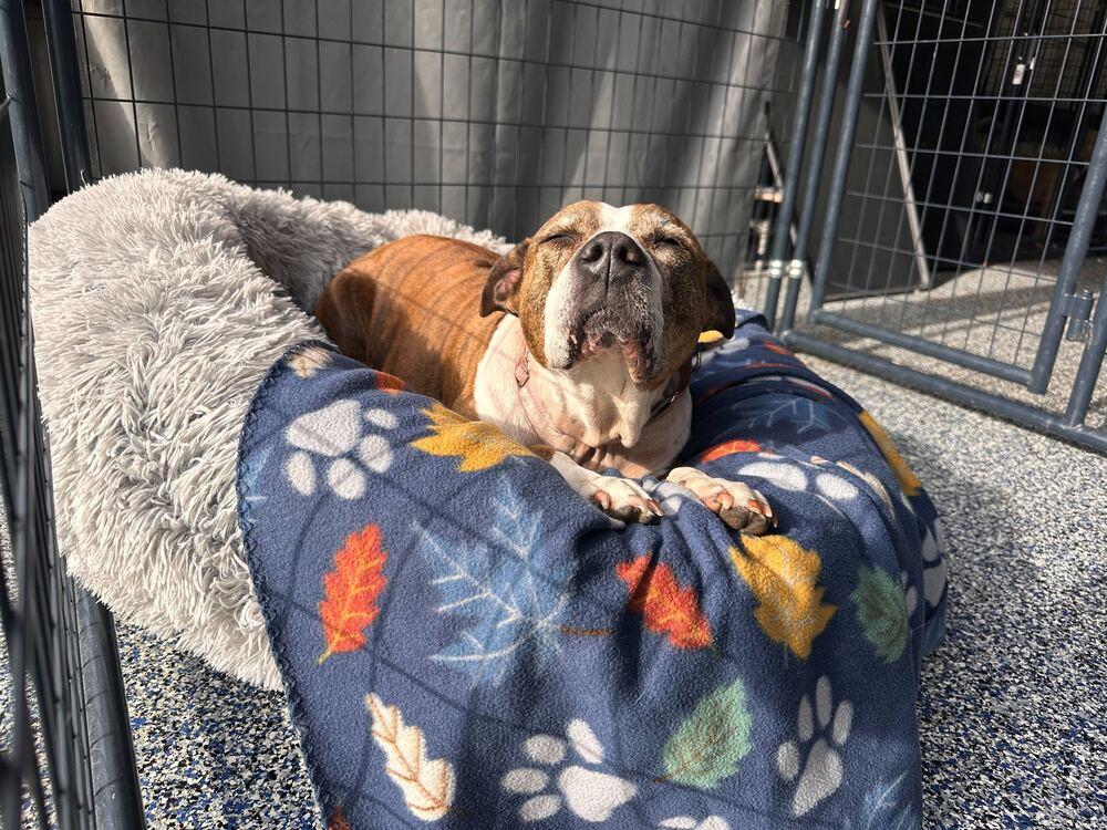 Delilah, a Adoptable mixed breed in Lakeland, FL image 4/5