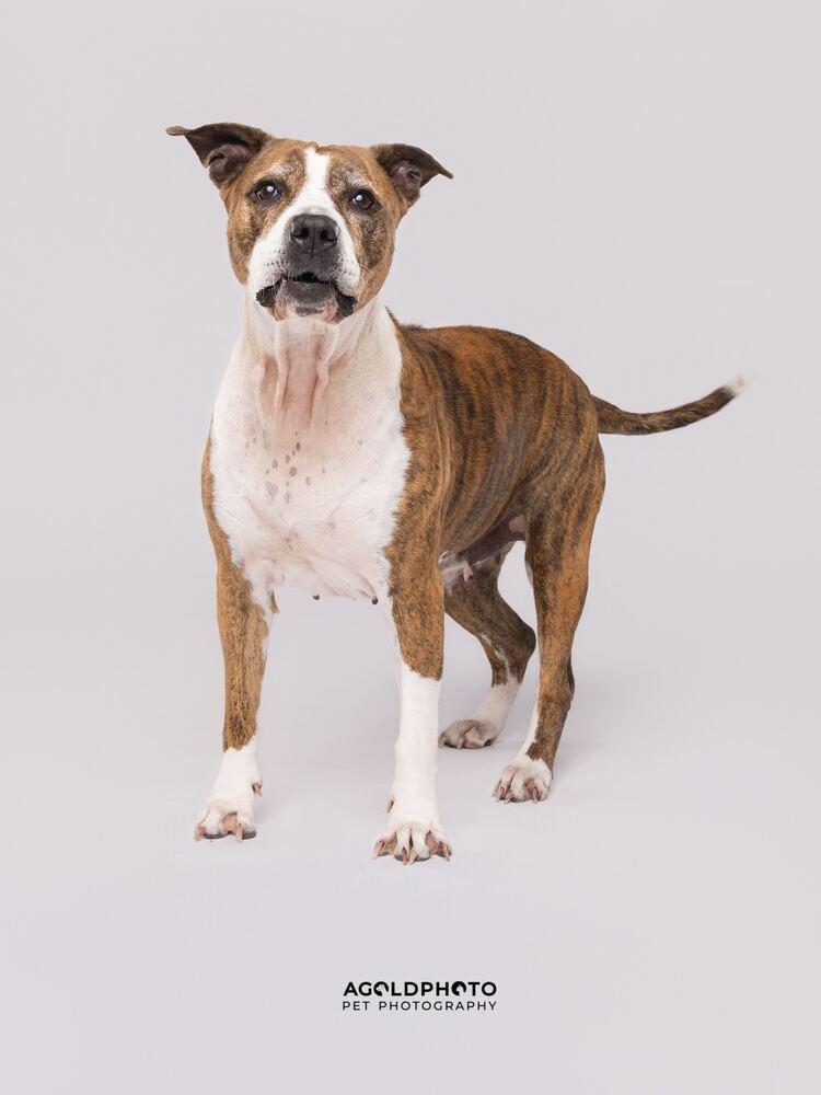 Enlarge Delilah, a Adoptable mixed breed in Lakeland, FL image 5/6