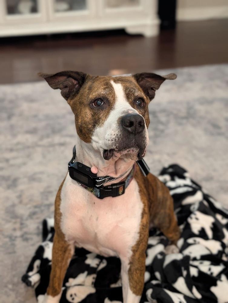 Enlarge Delilah, a Adoptable mixed breed in Lakeland, FL image 5/6