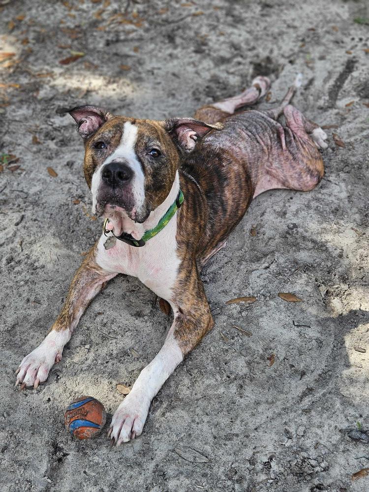 Enlarge Delilah, a Adoptable mixed breed in Lakeland, FL image 6/6