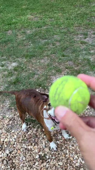 Enlarge Delilah, a Adoptable mixed breed in Lakeland, FL video 5/6