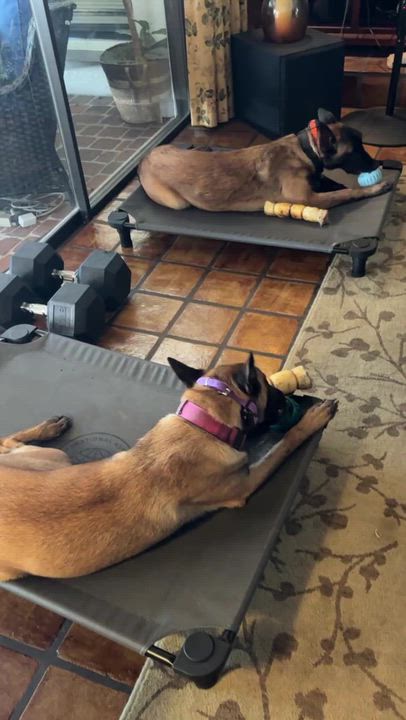Enlarge Delilah, a Adoptable mixed breed in Lakeland, FL video 6/6