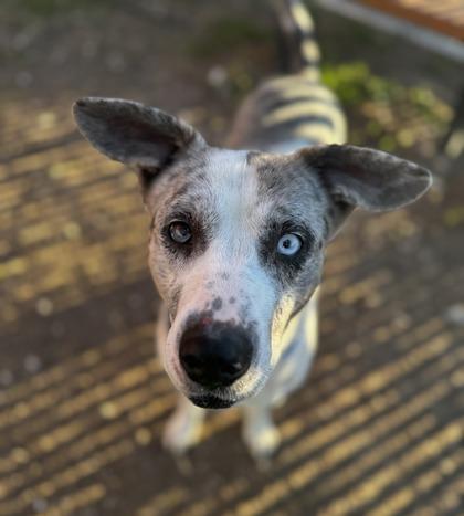 Enlarge Merle**Visually Imparied, a Adoptable mixed breed in San Marcos, TX image 1/3