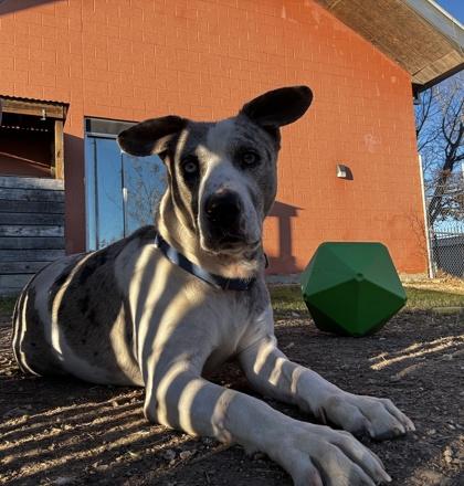 Enlarge Merle**Visually Imparied, a Adoptable mixed breed in San Marcos, TX image 2/3