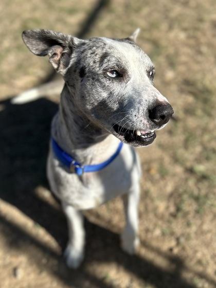 Enlarge Merle**Visually Imparied, a Adoptable mixed breed in San Marcos, TX image 1/3