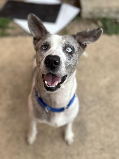 Enlarge Merle**Visually Imparied, a Adoptable mixed breed in San Marcos, TX image 1/3