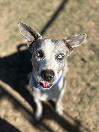 Enlarge Merle**Visually Imparied, a Adoptable mixed breed in San Marcos, TX image 2/3