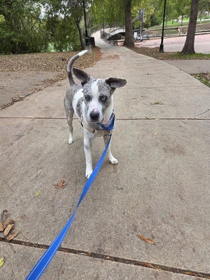 Enlarge Merle**Visually Imparied, a Adoptable mixed breed in San Marcos, TX image 3/3