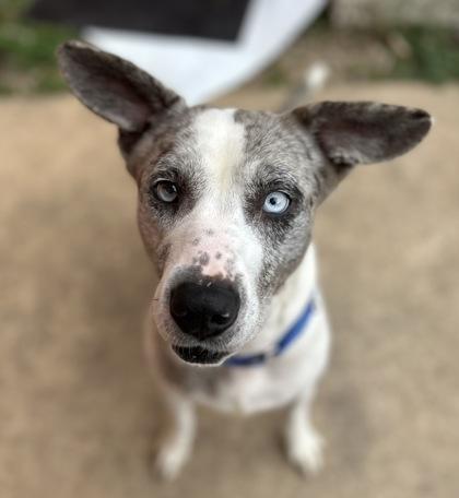 Enlarge Merle**Visually Imparied, a Adoptable mixed breed in San Marcos, TX image 3/3