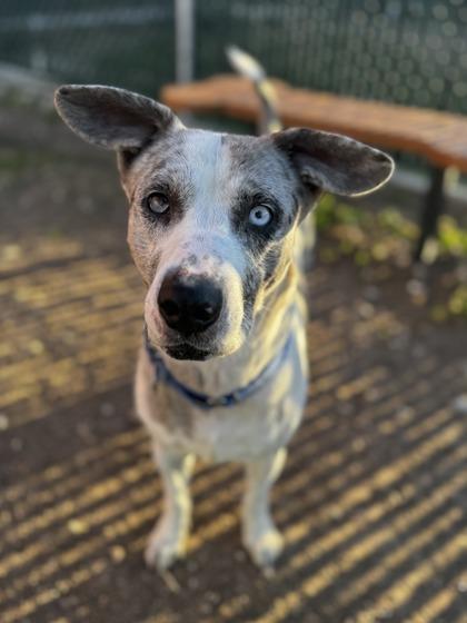 Enlarge Merle**Visually Imparied, a Adoptable mixed breed in San Marcos, TX image 3/3