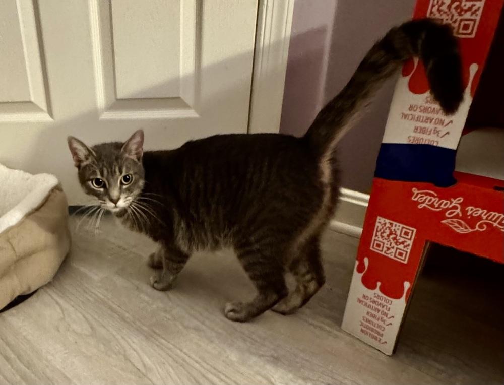 Enlarge Momma Juice, a Adoptable Domestic Short Hair in catonsville , MD image 1/2