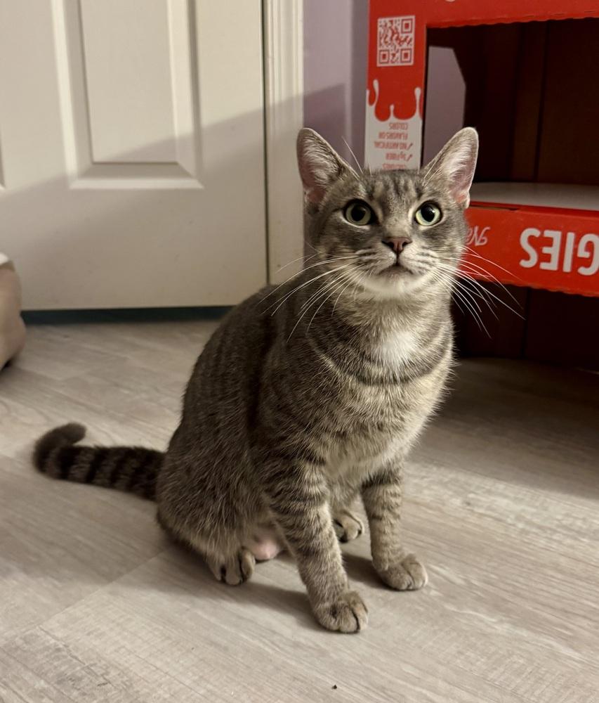 Enlarge Momma Juice, a Adoptable Domestic Short Hair in catonsville , MD image 2/2