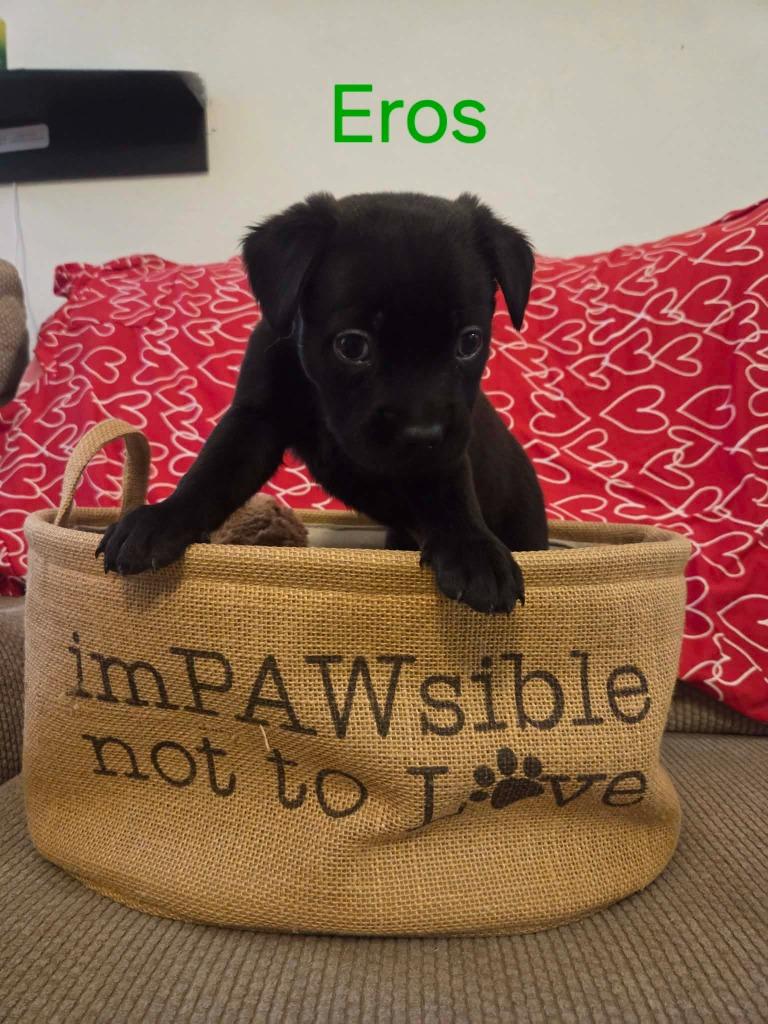 Eros, a Adoptable mixed breed in Mesa, AZ image 1/2