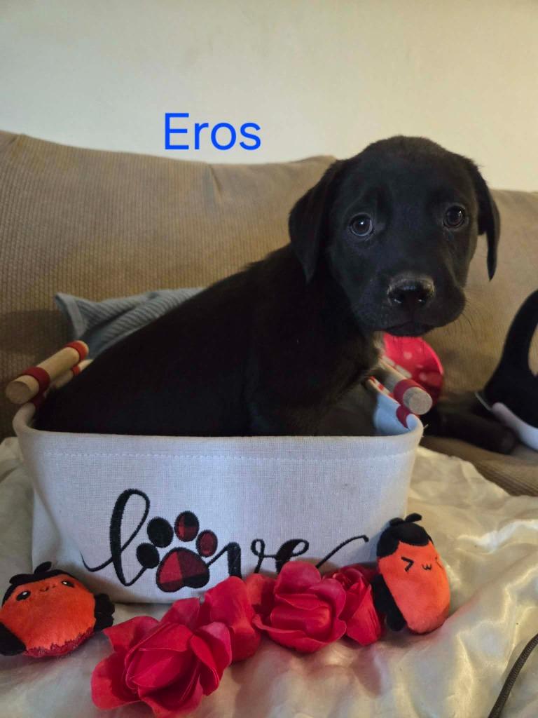 Eros, a Adoptable mixed breed in Mesa, AZ image 2/2