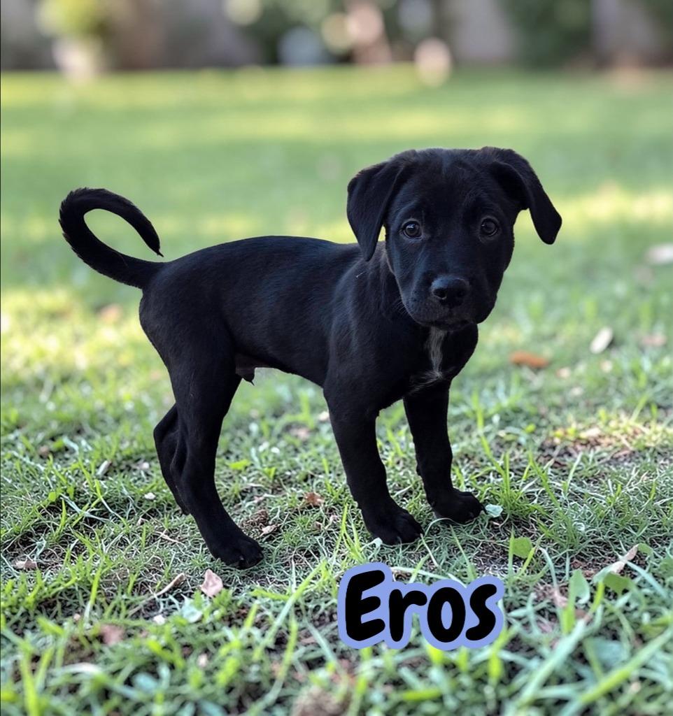 Enlarge Eros, a Adoptable mixed breed in Mesa, AZ image 3/3