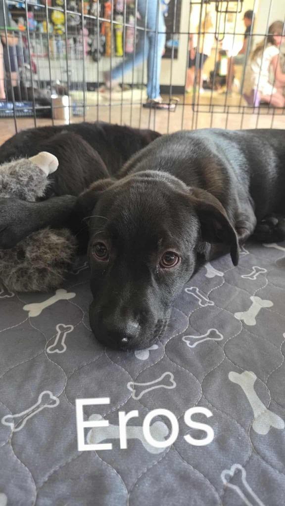 Enlarge Eros, a Adoptable mixed breed in Mesa, AZ image 5/5