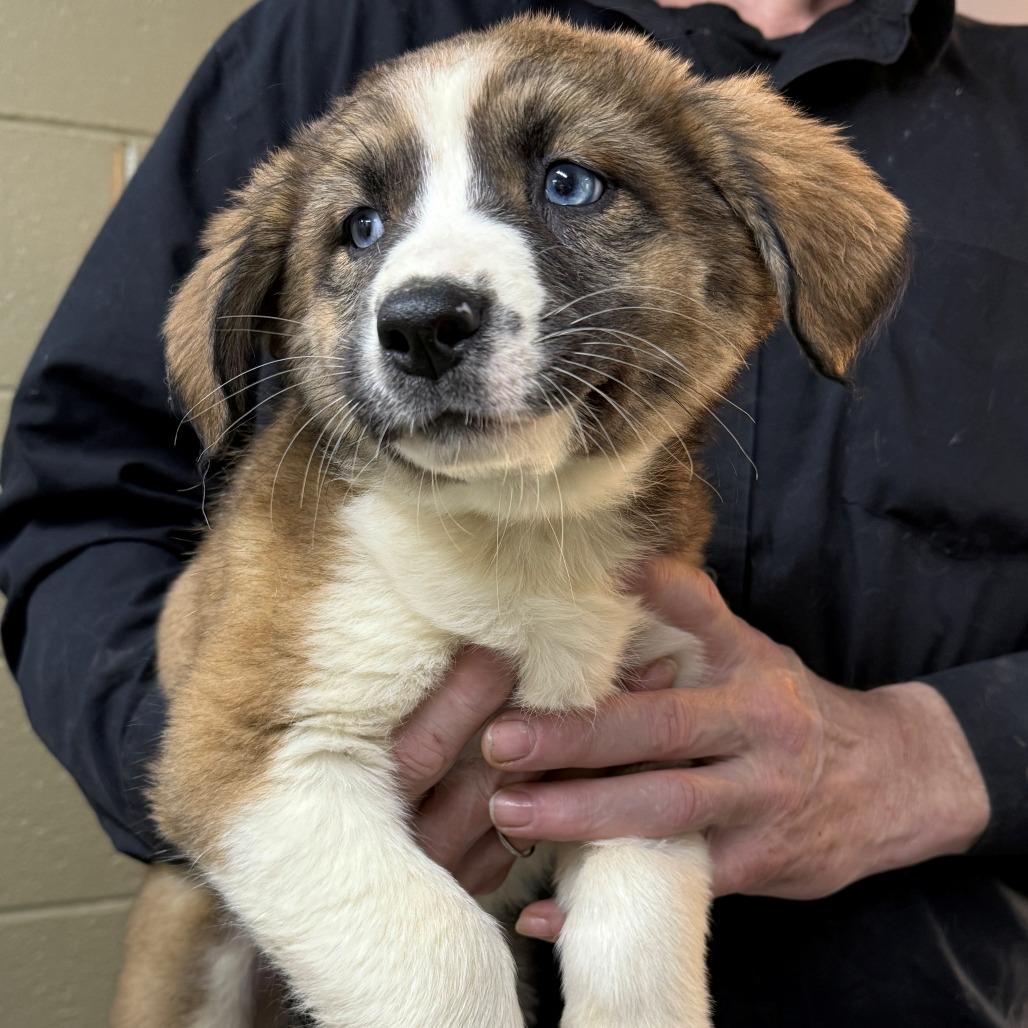 Tundra, Adoptable, Puppy Female Husky.