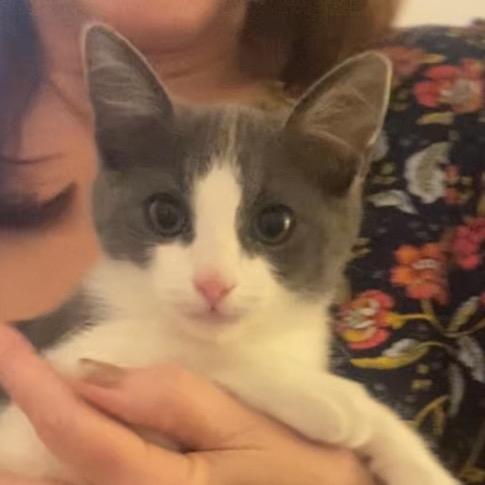 Enlarge Ringo, a Adoptable Domestic Short Hair in Ventura, CA image 1/3