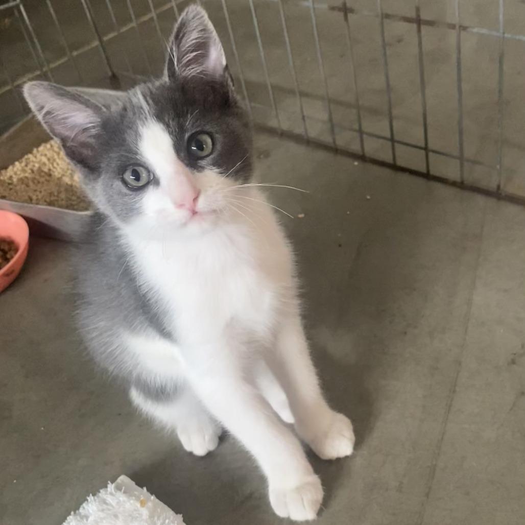 Enlarge Ringo, a Adoptable Domestic Short Hair in Ventura, CA image 2/3