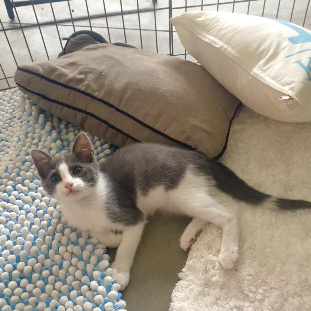 Enlarge Ringo, a Adoptable Domestic Short Hair in Ventura, CA image 3/3